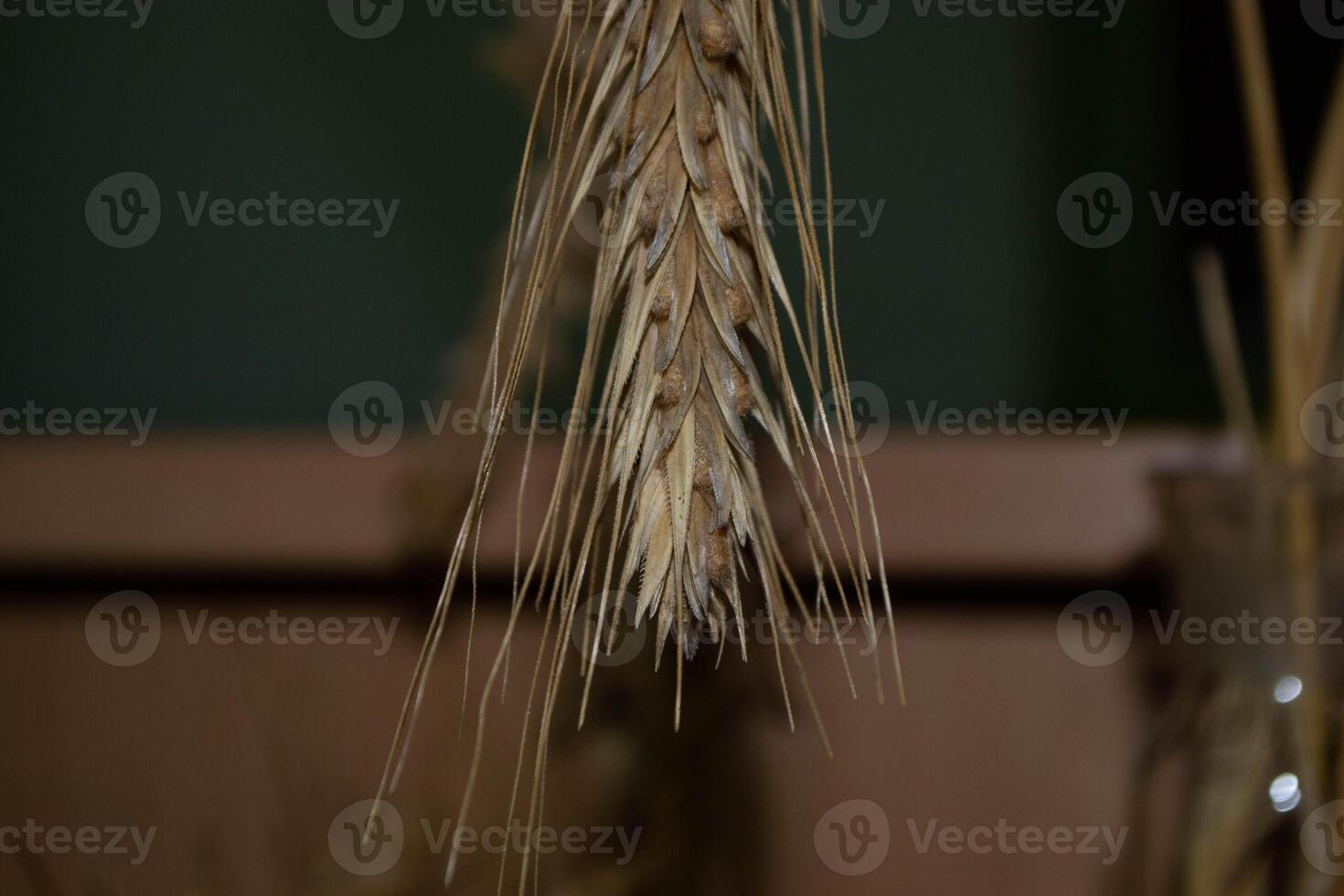 golden color rye field with crop ear and grain seeds in macro view photo