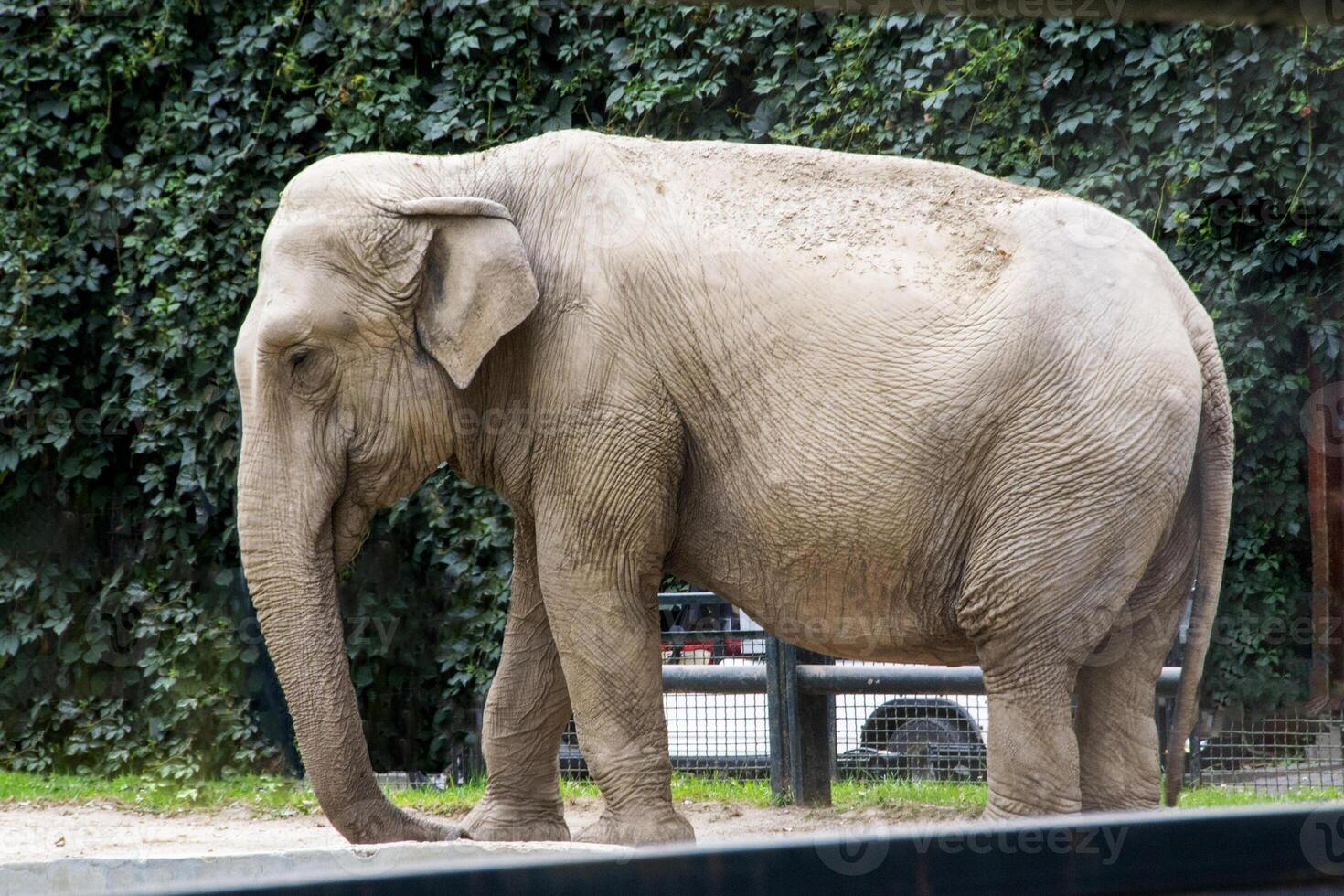 Elephant at the road side begging for food from tourists on the border photo