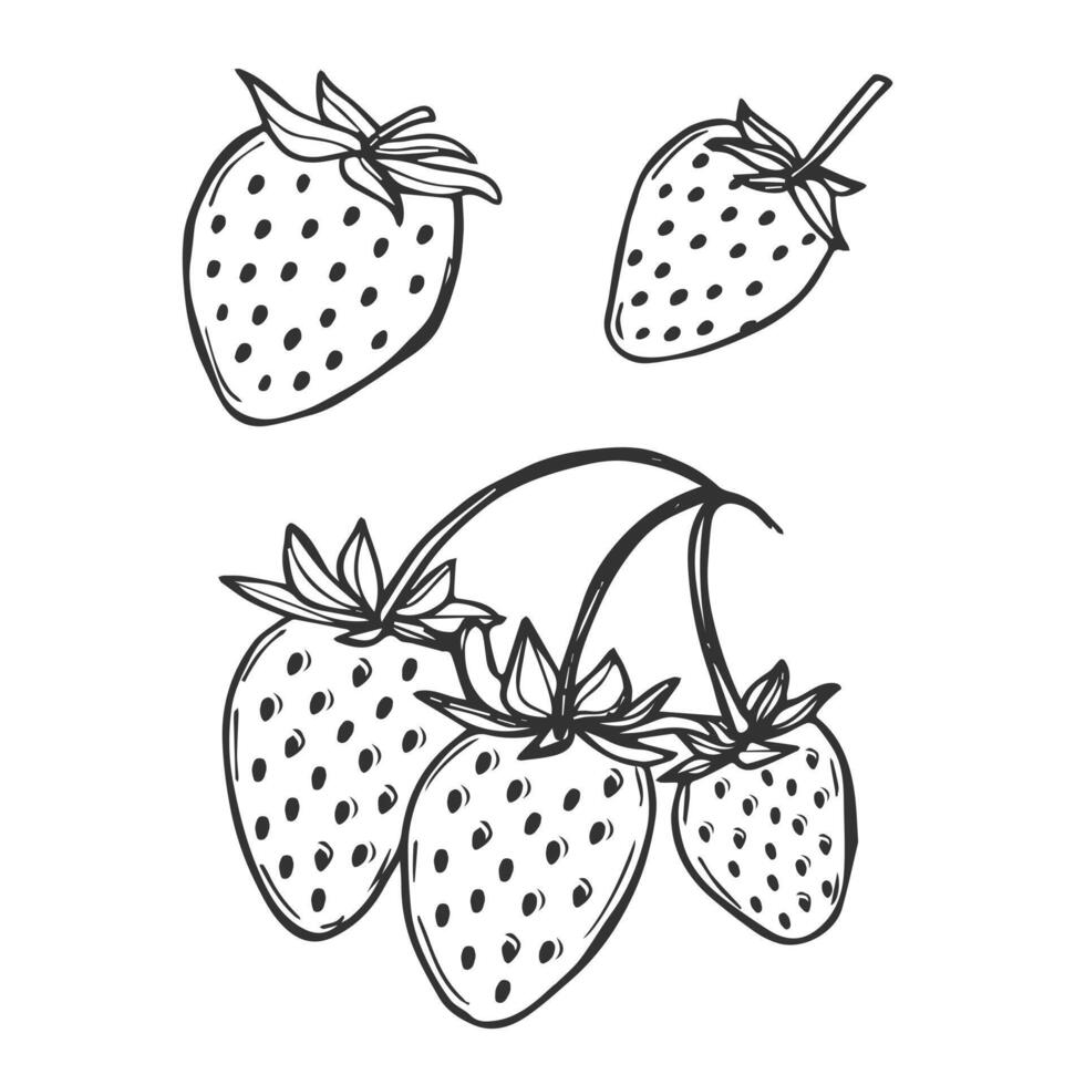 strawberry line art illustrations set, hand drawn botanical outline drawing. Summer fruit monochrome sketch. Isolated design elements for coloring books, background, pattern, packaging, logo. vector