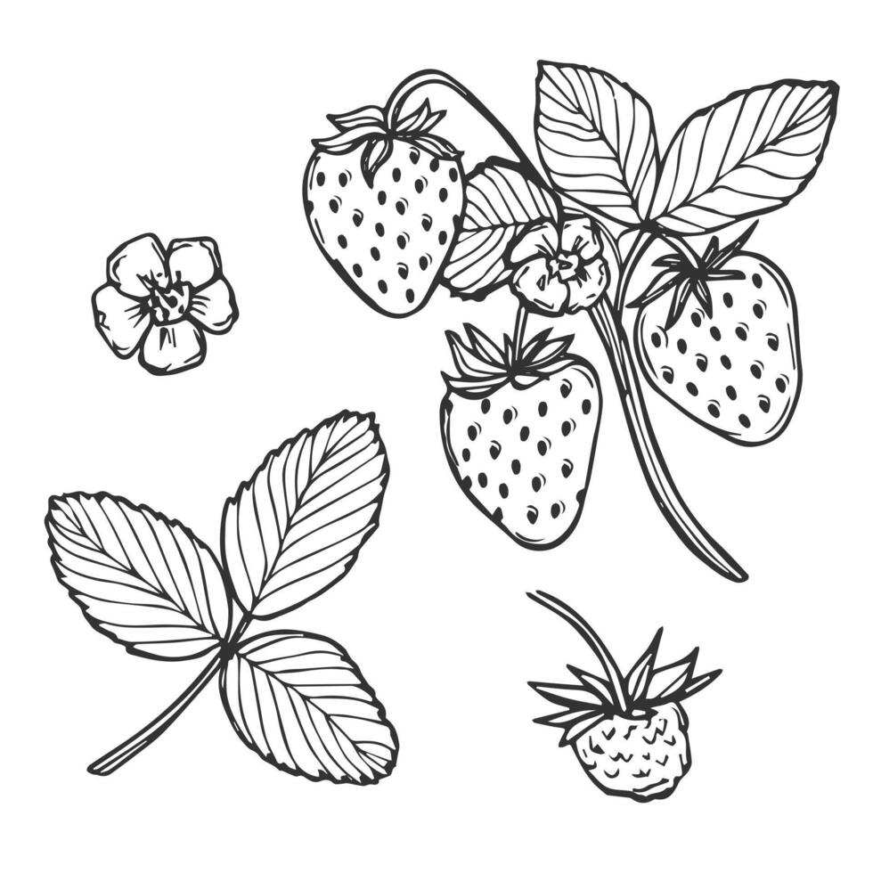 strawberry line art illustration composition with berries, leaves and flowers, hand drawn botanical outline sketch vector