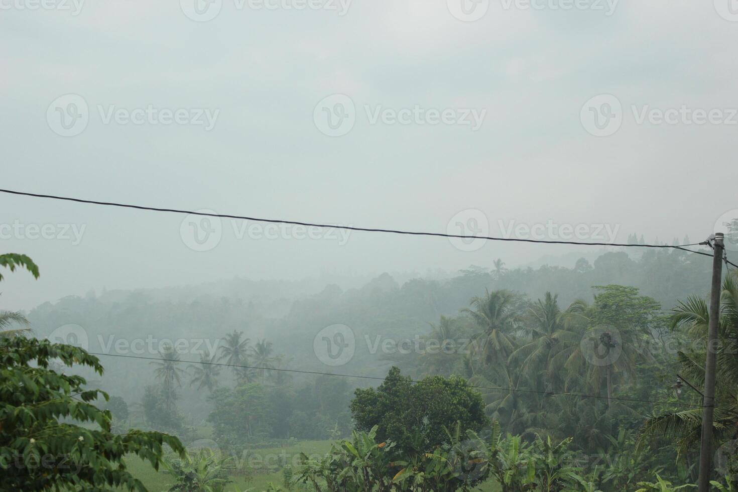 a view of a forest with a tree covered hill in the background photo