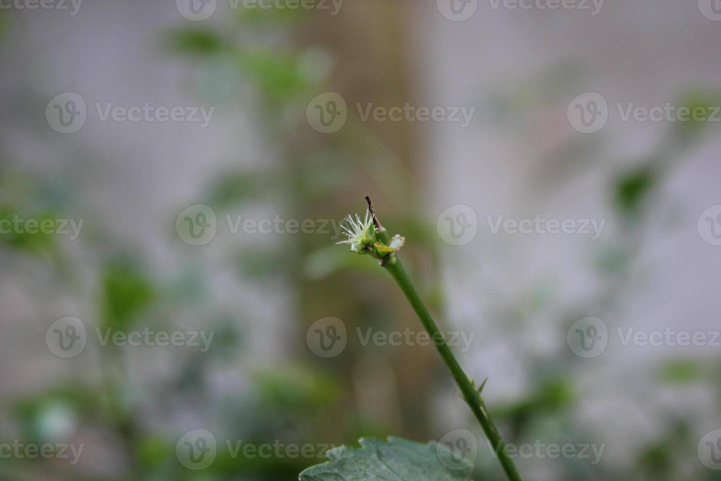 A close up of a flower photo