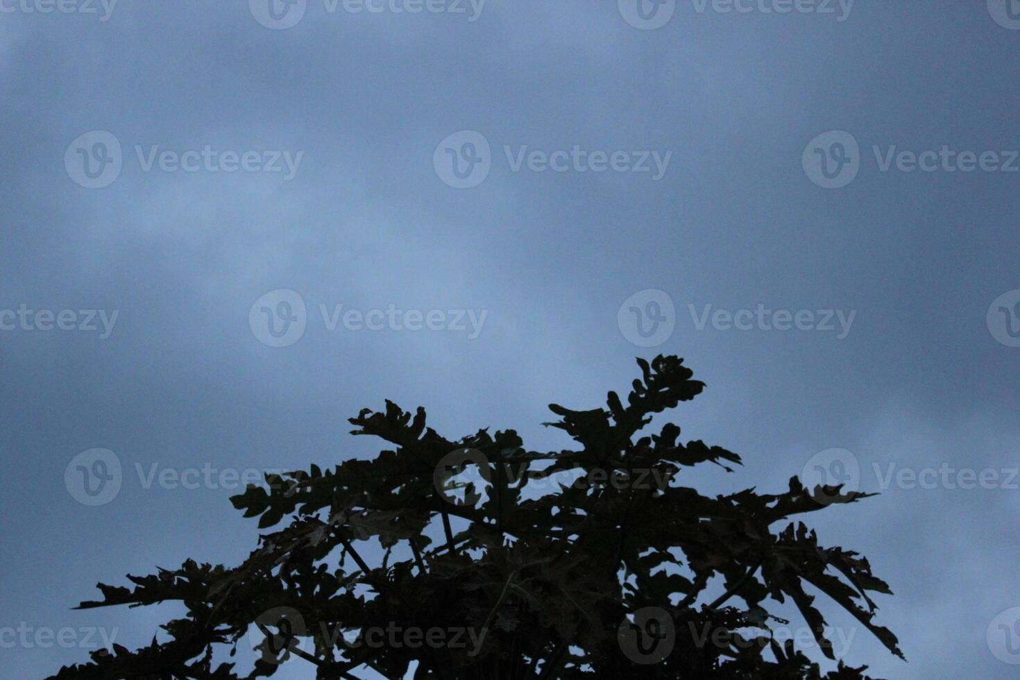 a tree with a dark sky behind it photo