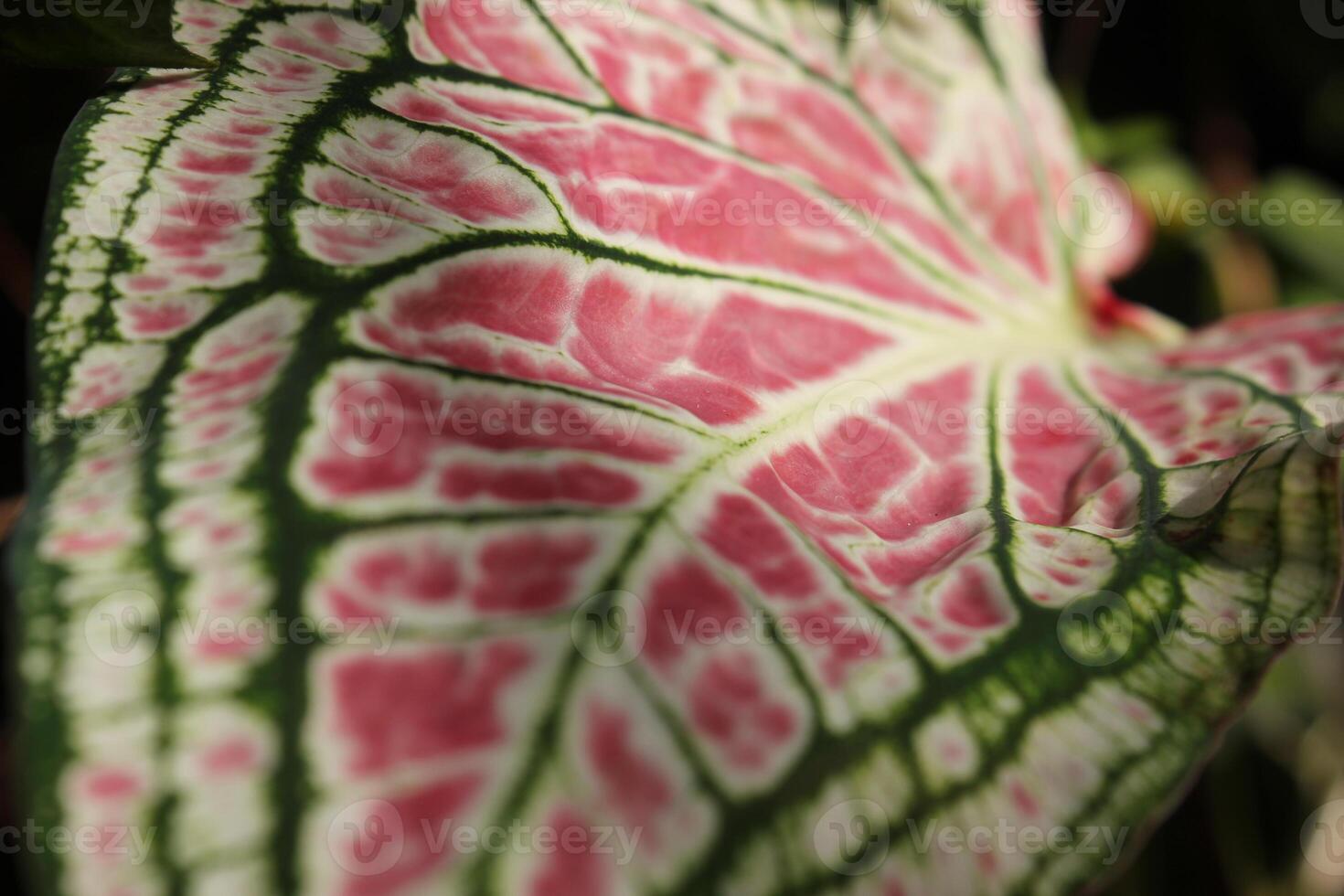 A Close Up Of A Plant With A Green And White Pattern photo