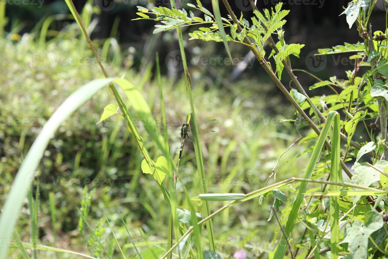 a grass field with a bug on it and a small plant in the foreground photo