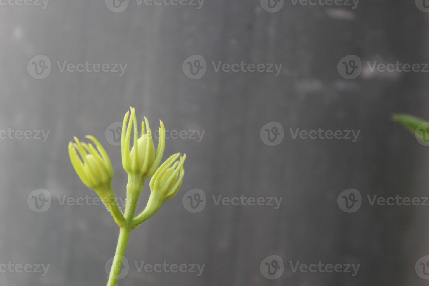 A Yellow Flower With The Name Of The Year photo