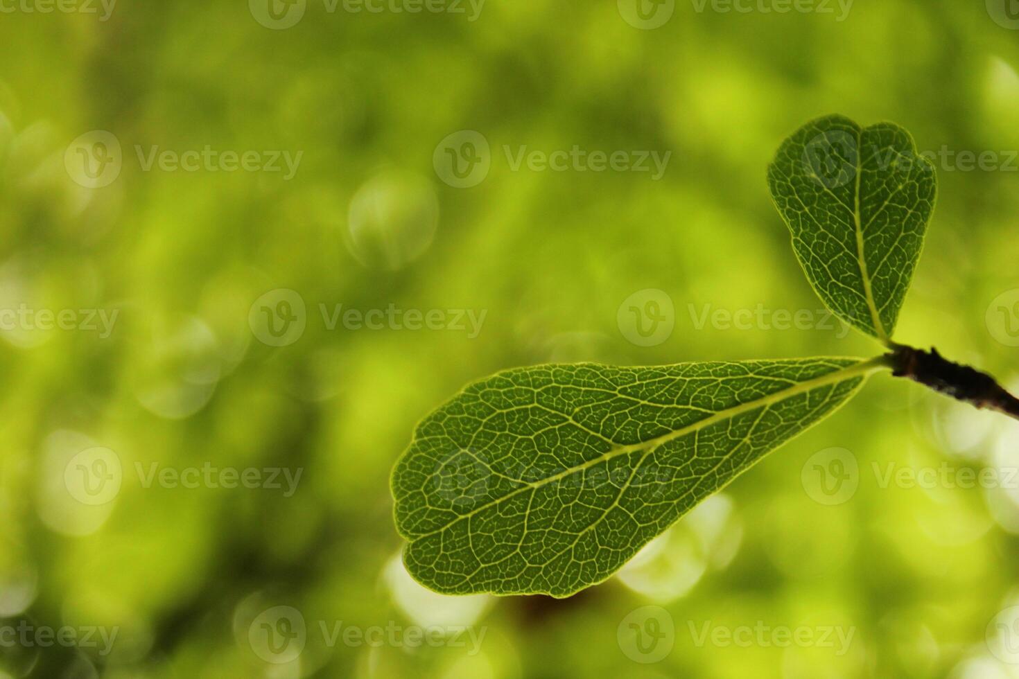 a close up of a leaf with the word wild on it photo