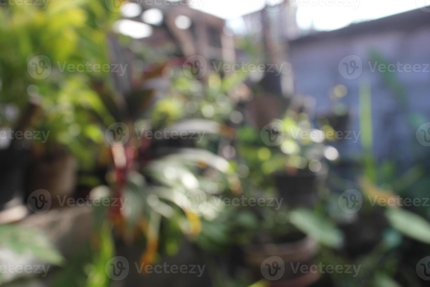 a plant with many plants in pots and one has a blurry background photo