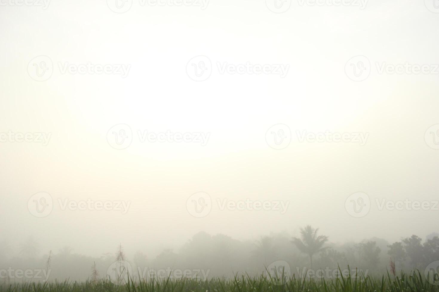 a field with palm trees and a sky with clouds photo