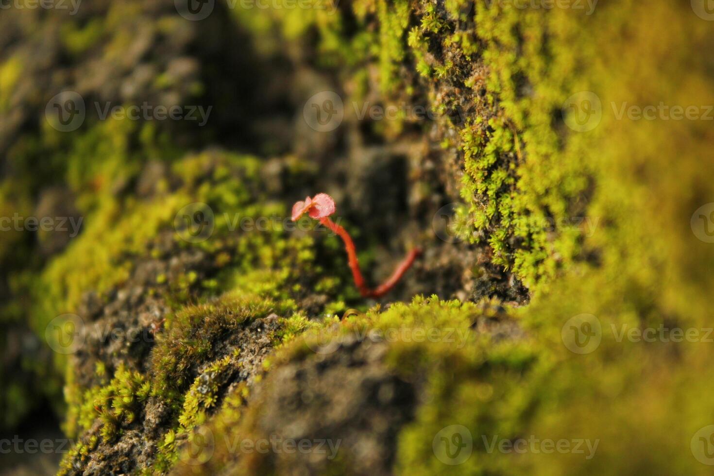 a red worm on a tree trunk photo