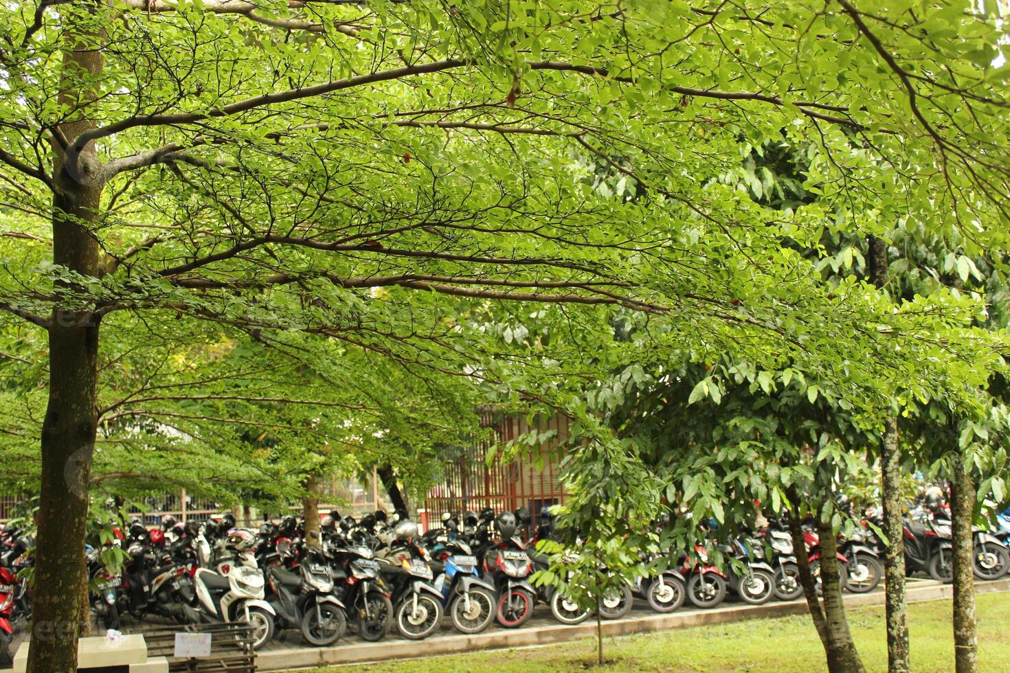 a line of parking motorcycles are lined up in a park photo