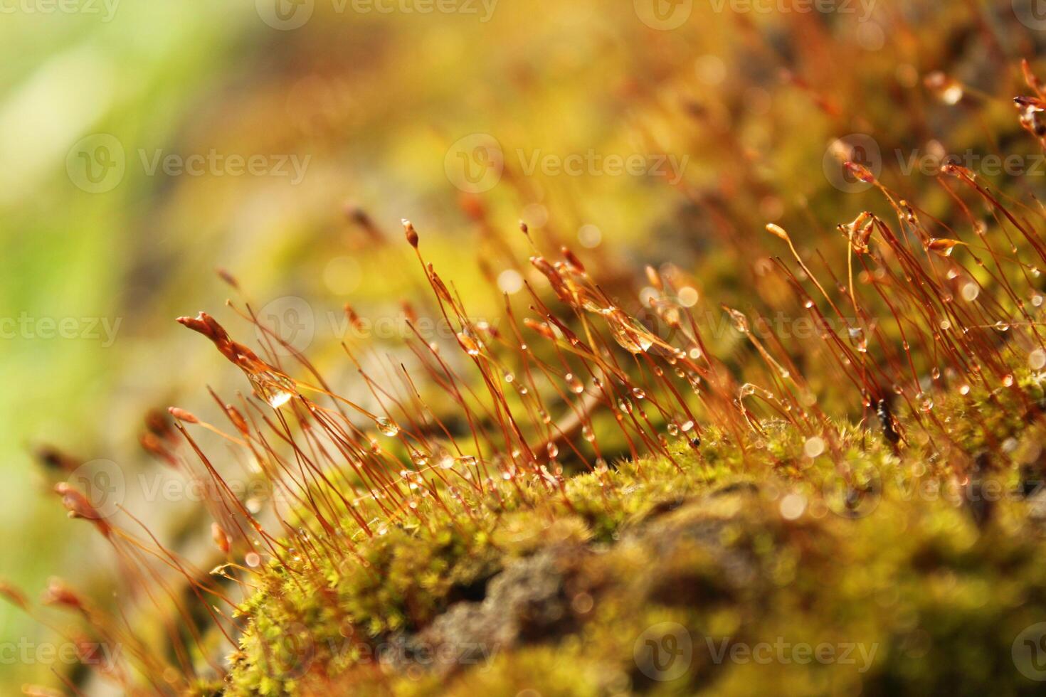 a mossy log with moss on it and a green background photo