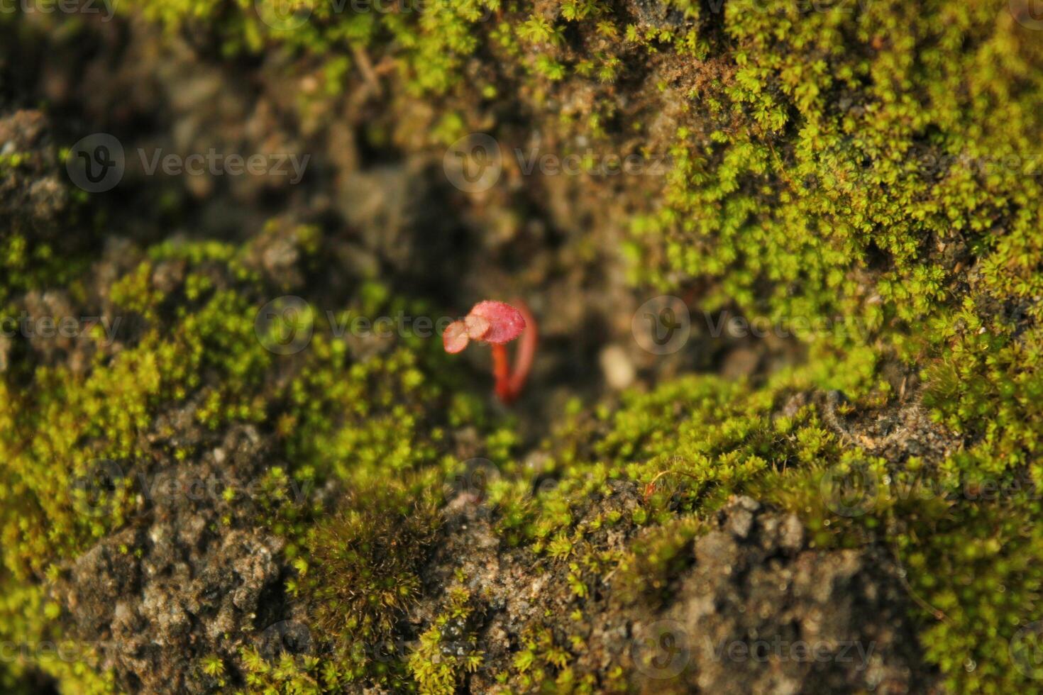 a red crab is on a rock with moss on it photo