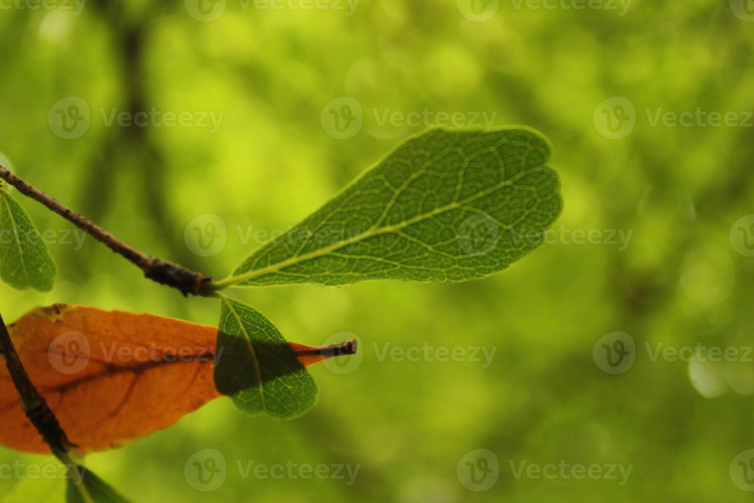 a leaf with a green background with the word i love on it photo