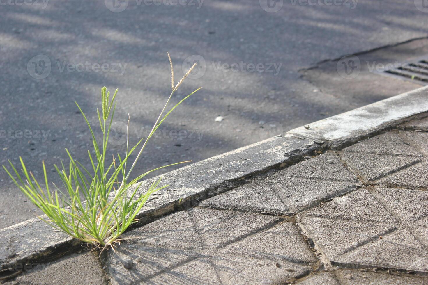 a white line on the side of a road that says grass photo