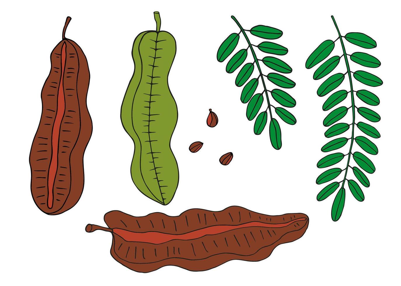 Prekese Tetrapleura tropical fruit hand drawn illustration on isolated background. Botanical colored drawing African legume tree with fetus, branch, leaves. Medical plant, aromatic spice, food vector