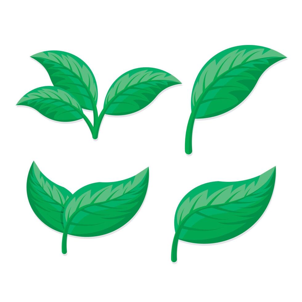 collection of leaf illustrations vector