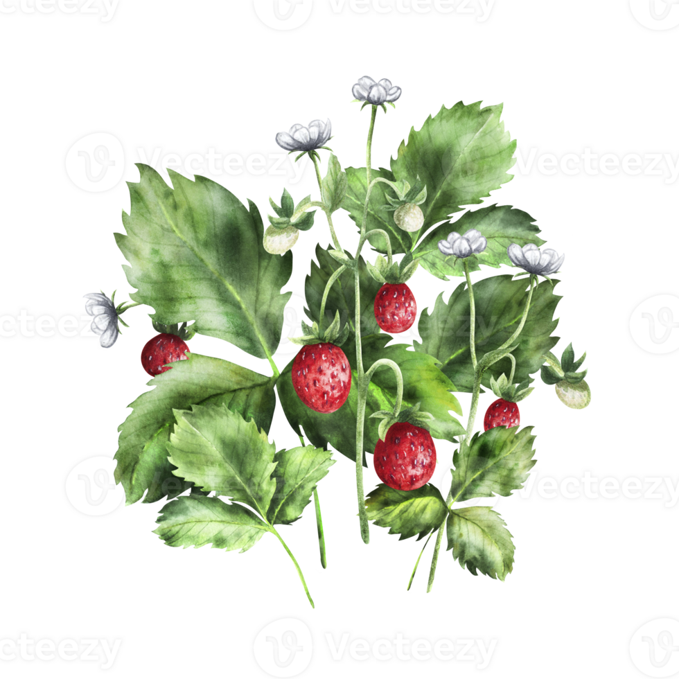 Composition of strawberries with flowers and ripe berries. A bright strawberry bush. png