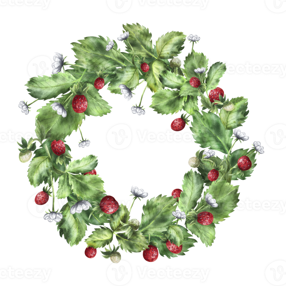 Composition of strawberries with flowers and ripe berries. A bright strawberry bush. png