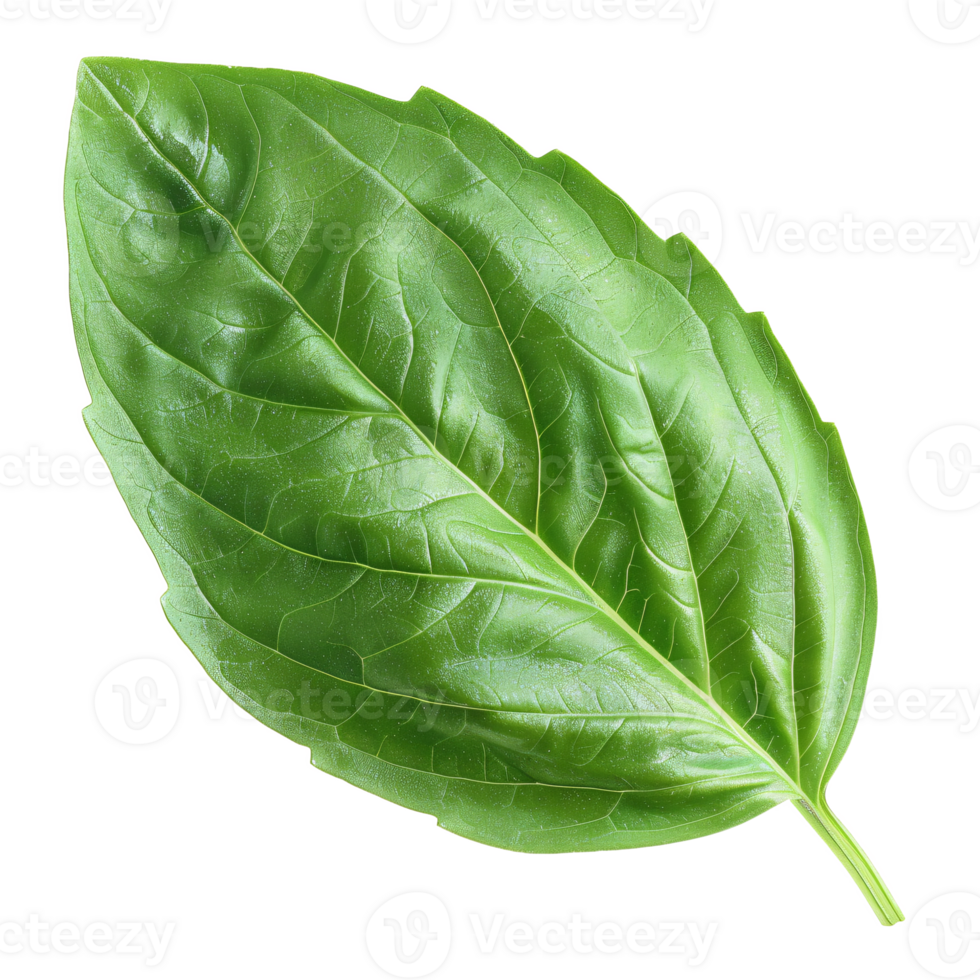 A basil leaf, culinary herb element, Generated AI png