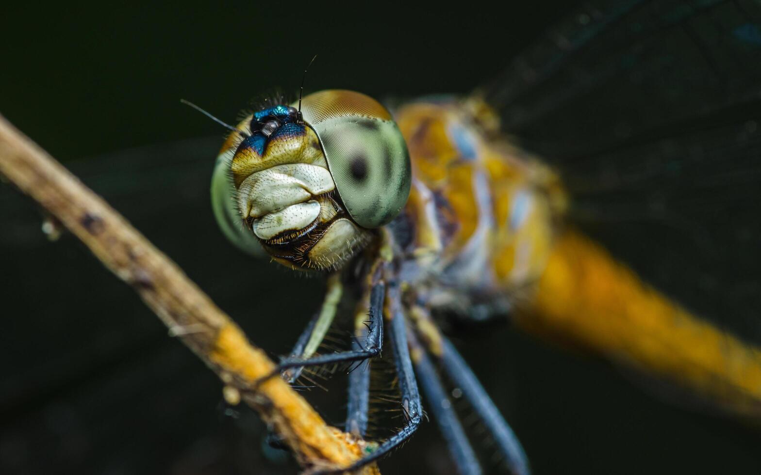 Dragonfly perched on a tree branch. photo