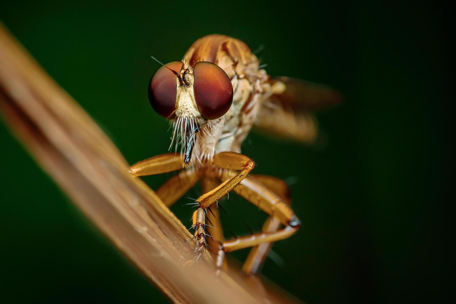 A robber fly on branch and dark background, Red eyes, Nature background, Big eye insect, Thailand. photo