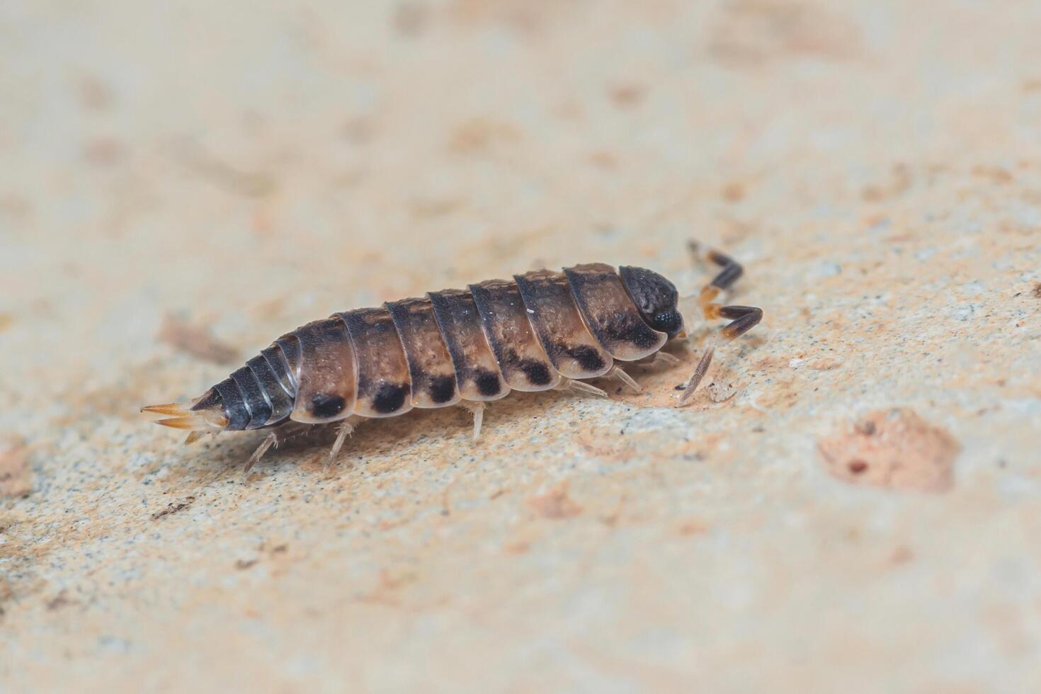 Common rough woodlouse, Porcellio scaber sitting on floor, Macro photo, Selective focus. photo