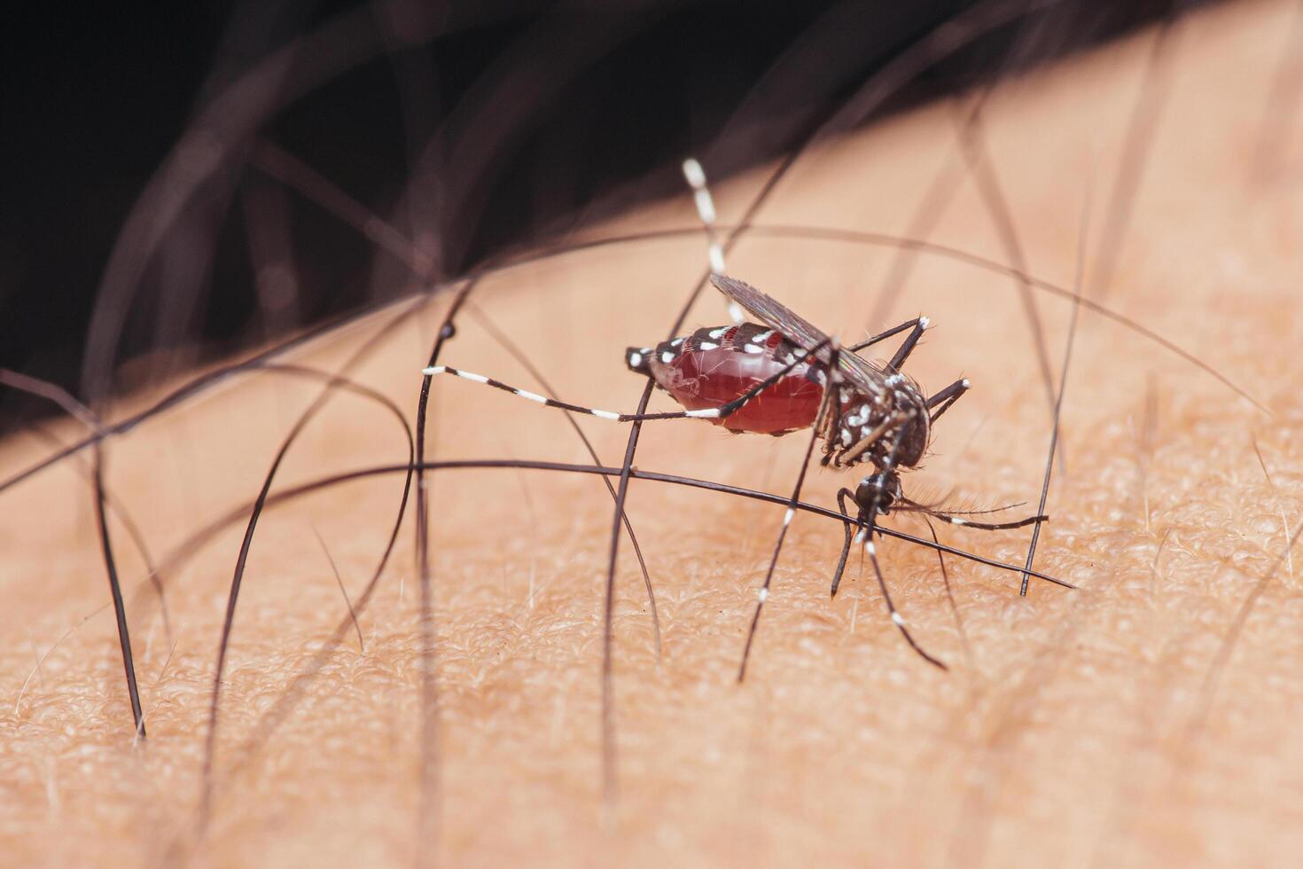 Mosquito sucking blood on human skin, Close up photo and selective focus.