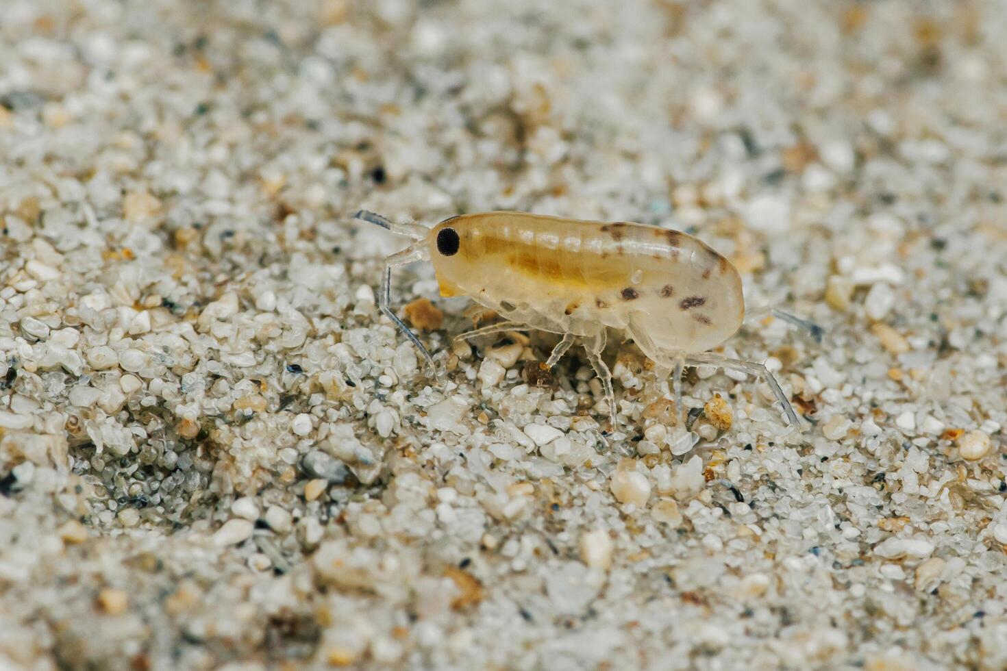 Sand flea or Sand hopper on the sea sand. photo