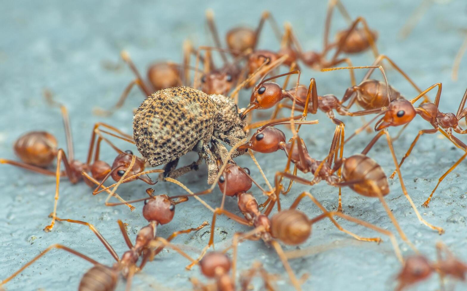 Red ants team is moving the prey. photo