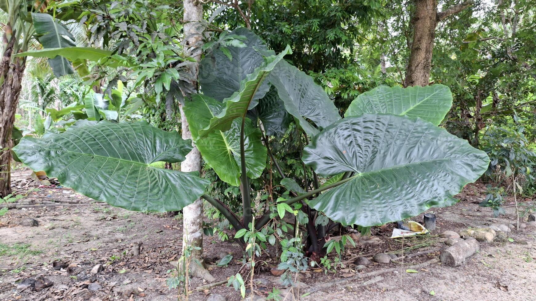 Giant leaves in the jungle This plant is a sight to behold photo