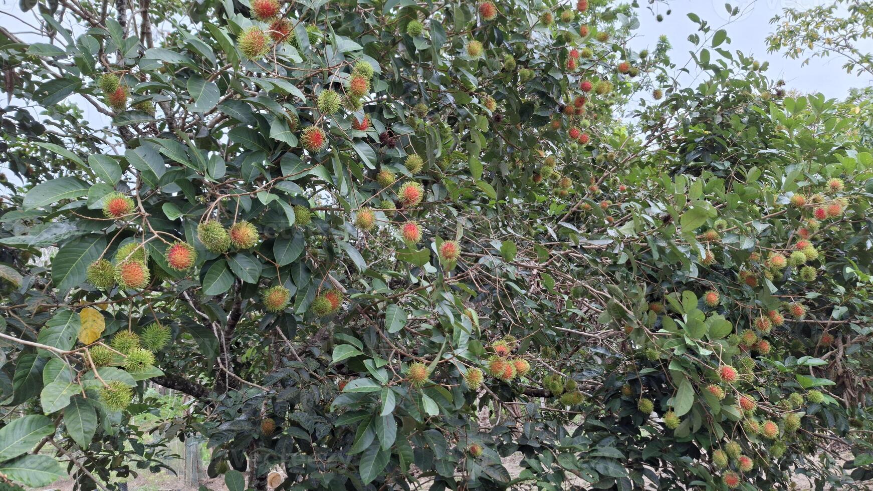 A rambutan tree laden with fruit a tropical delight photo