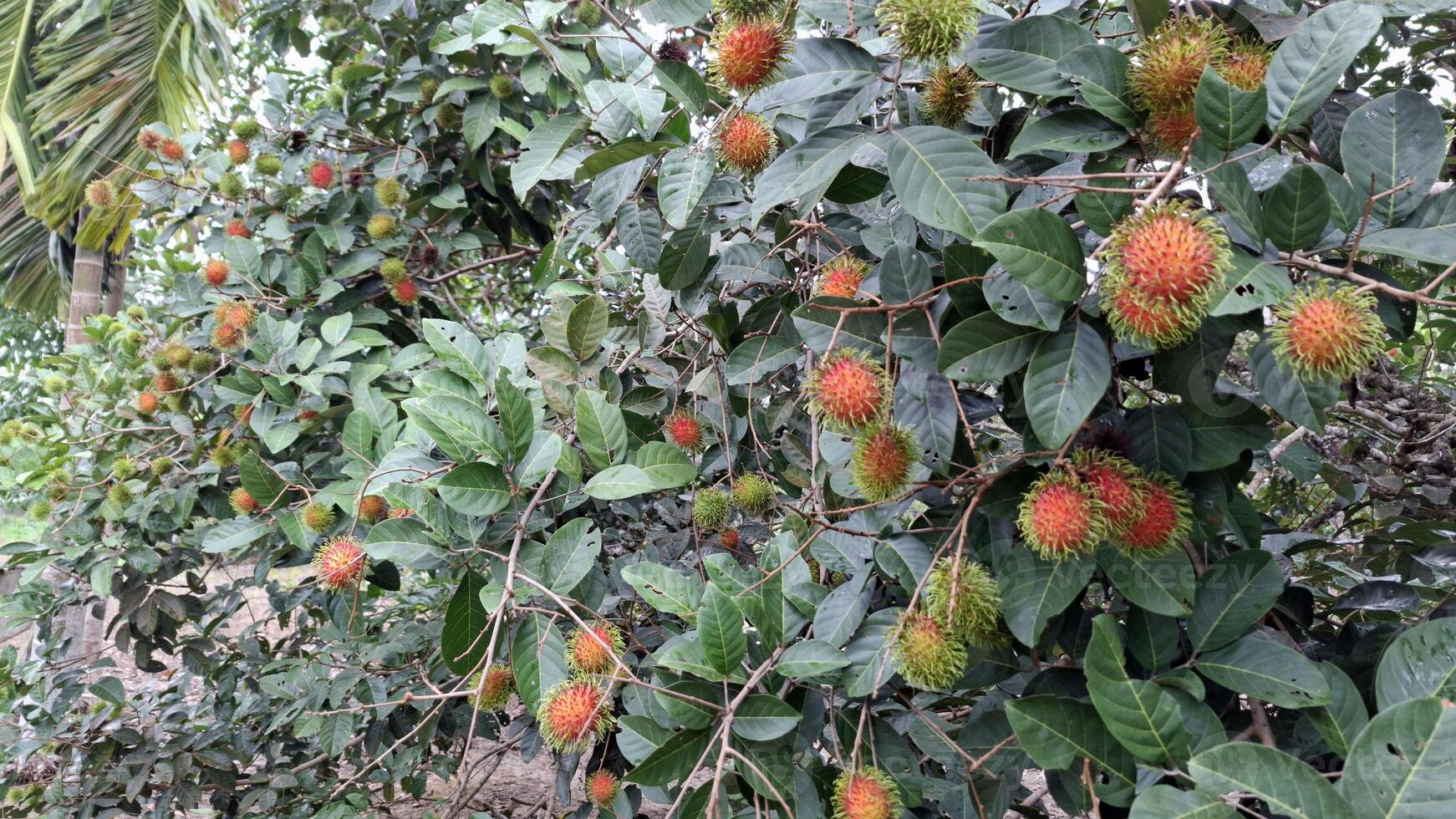 A rambutan tree laden with fruit a tropical delight photo