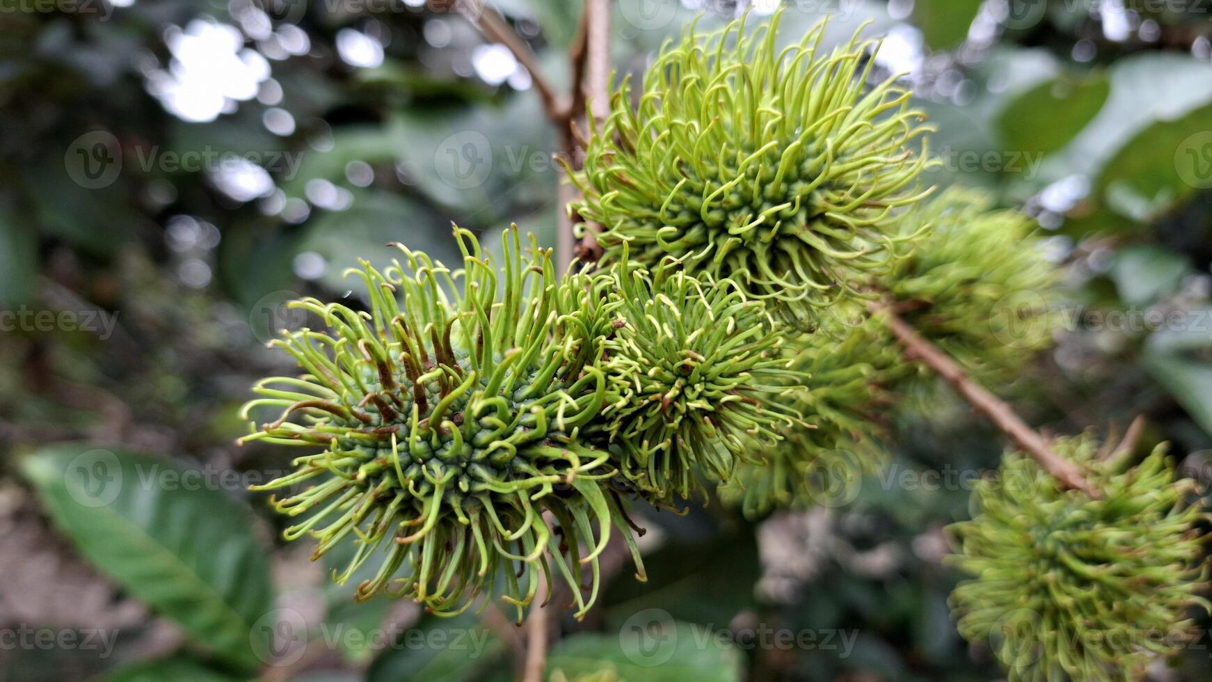 A rambutan fruit ready to be picked from the tree photo