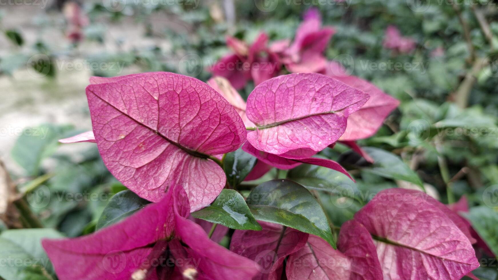 Delicate pink bougainvillea blooms in a vibrant display of nature s beauty photo