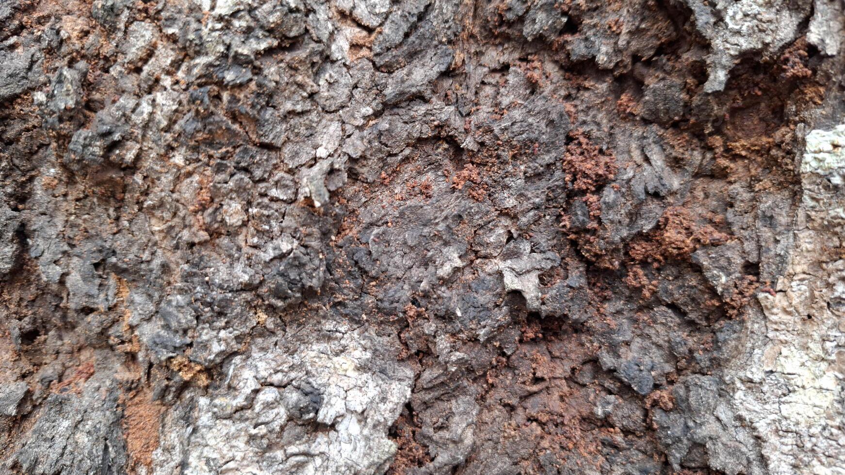 The intricate patterns of tree bark a testament to nature s artistry photo