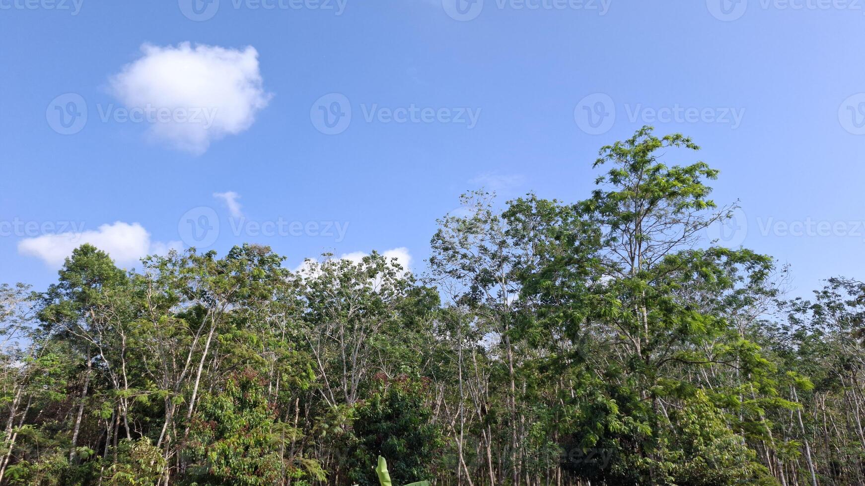A lush canopy of trees reaches towards a bright blue sky dotted with fluffy white clouds photo