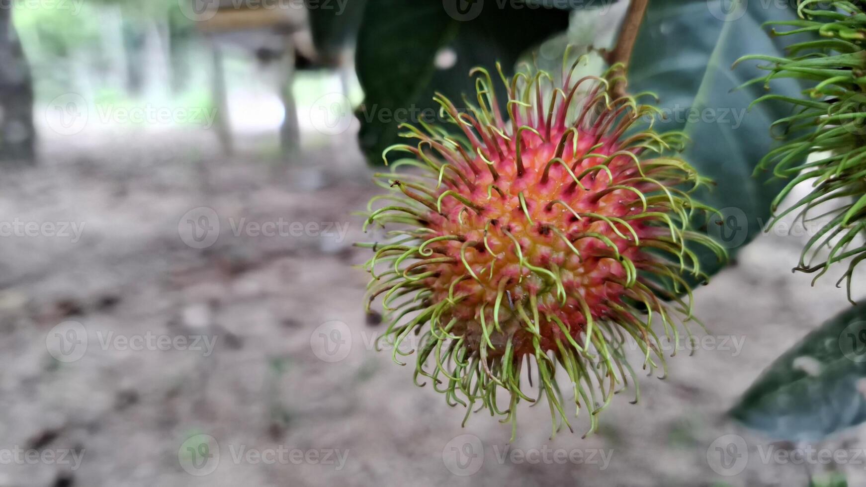 A rambutan fruit ready to be picked from the tree photo
