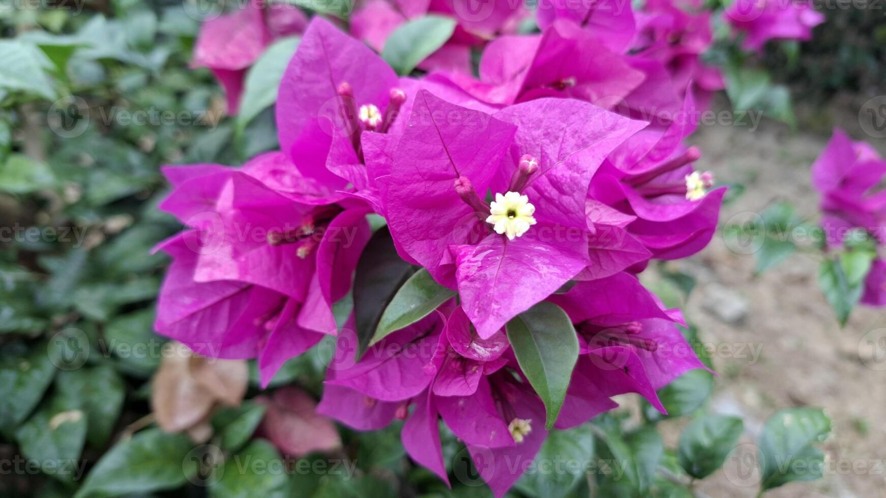 A vibrant cluster of magenta bougainvillea blooms showcasing the beauty of nature s colors photo