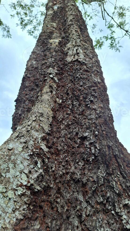 Looking up at the gnarled bark of a tree photo