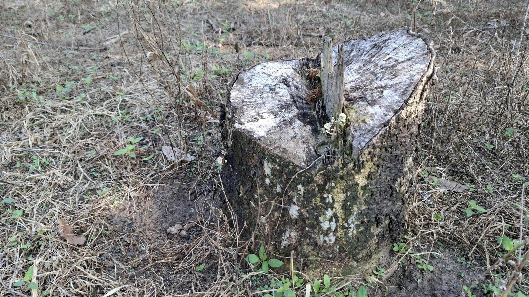 A weathered tree stump stands tall a silent reminder of life s cycle photo