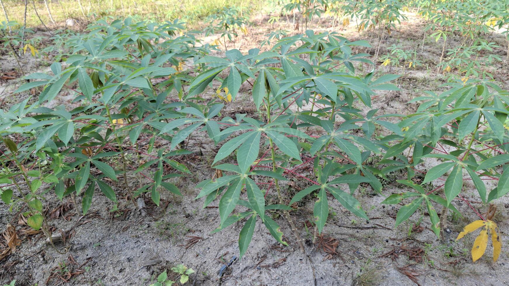 A lush cassava field ready for harvest photo
