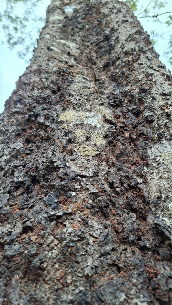 Looking up at the gnarled bark of a tree photo