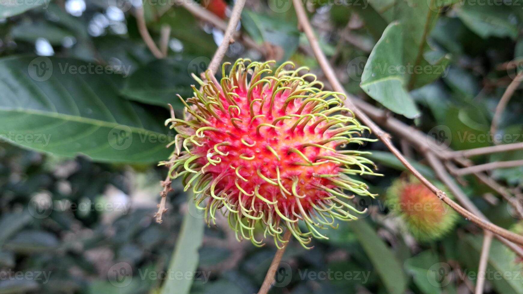 A rambutan fruit ready to be picked from the tree photo