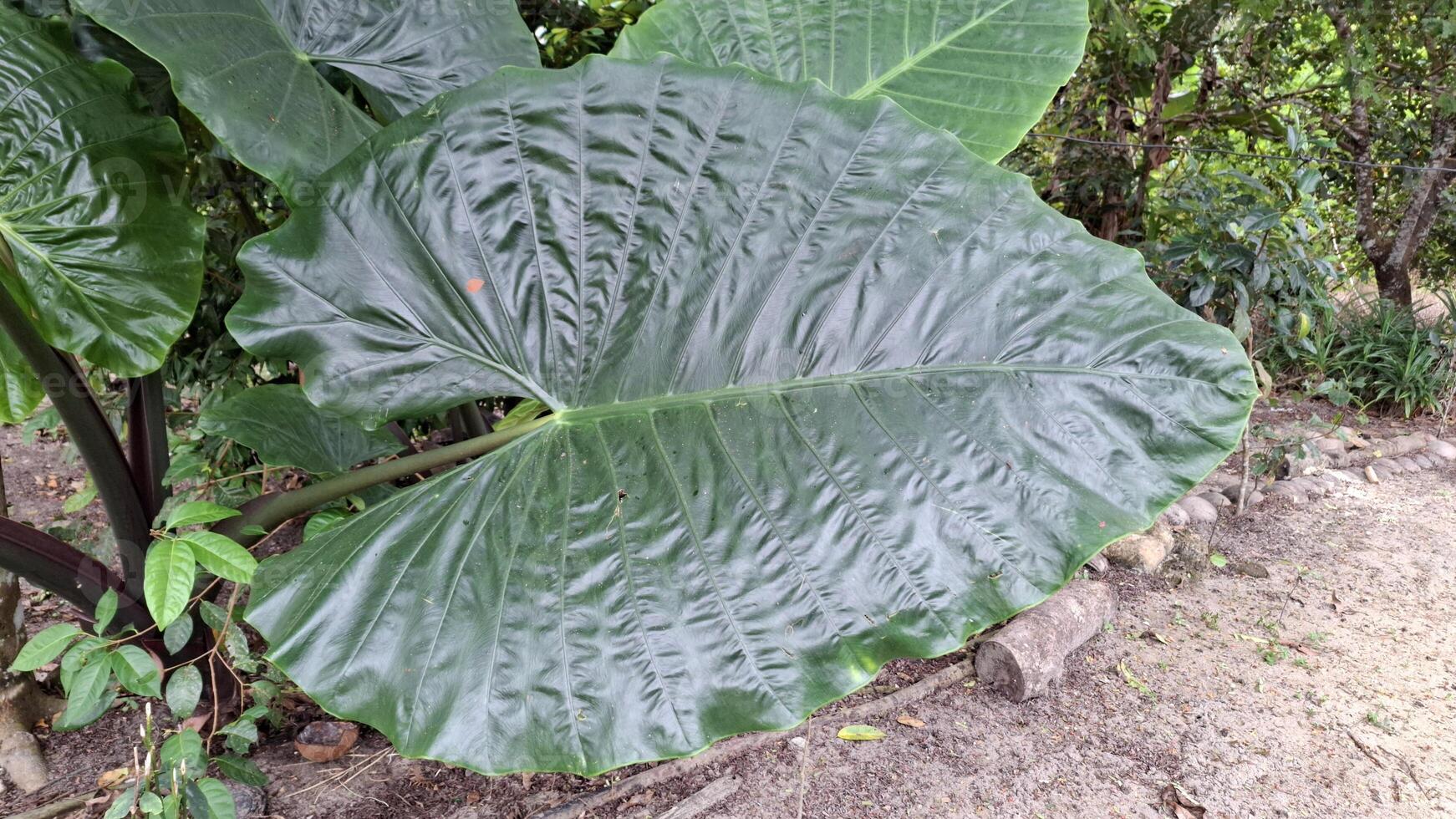 Giant leaf a natural umbrella photo