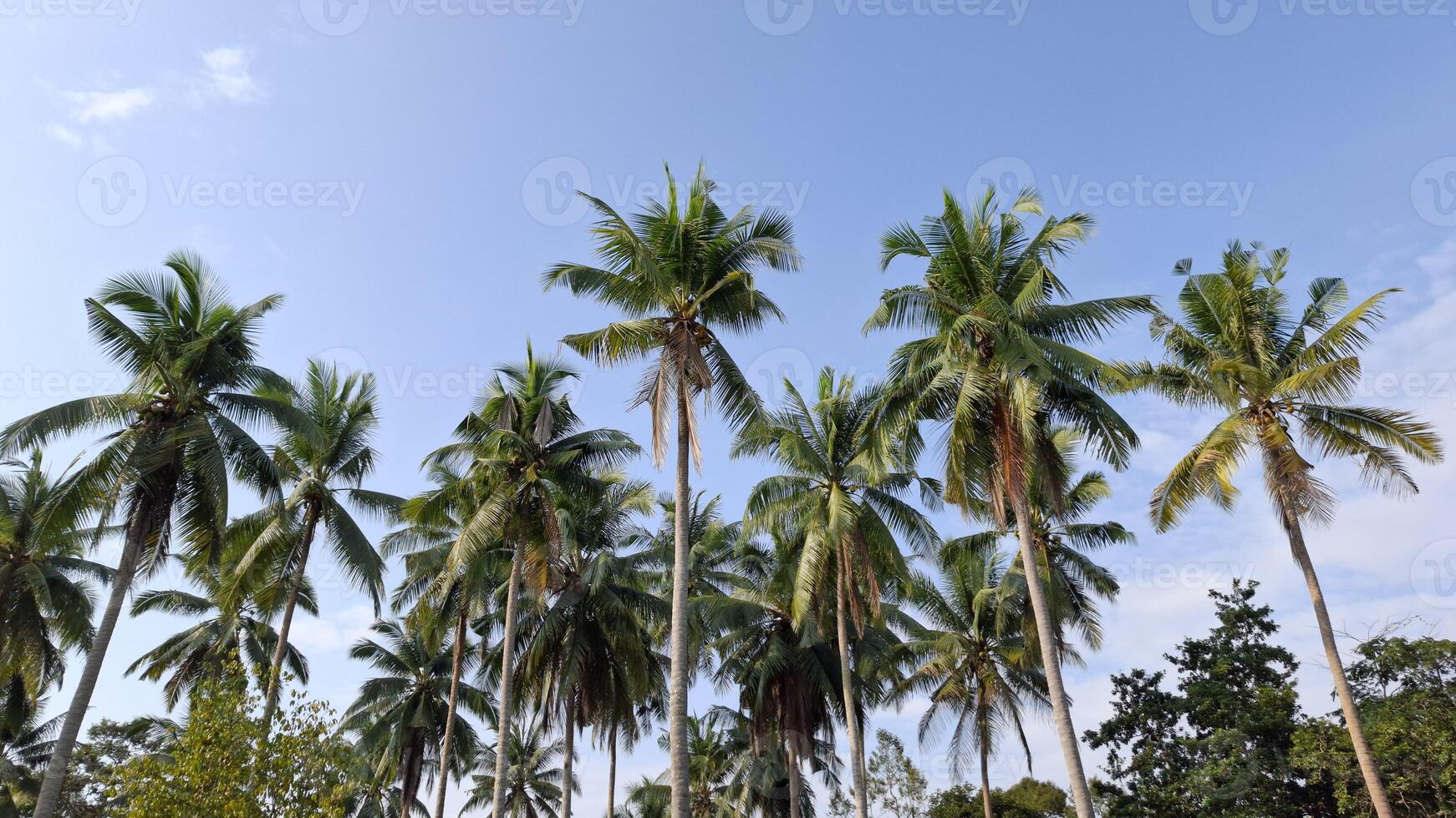 rows of coconut trees photo