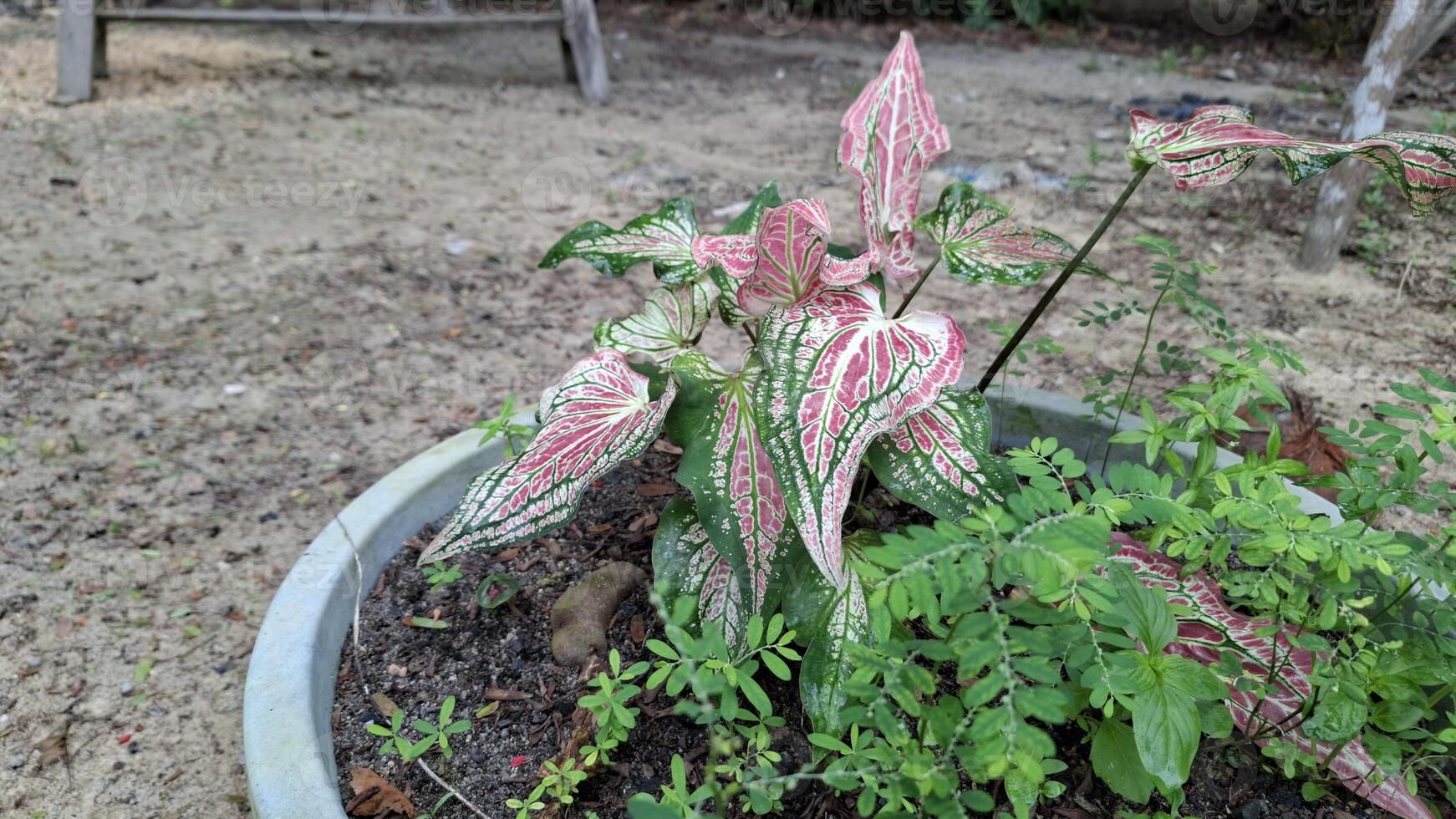 A vibrant splash of pink and green in a pot nature s own art photo