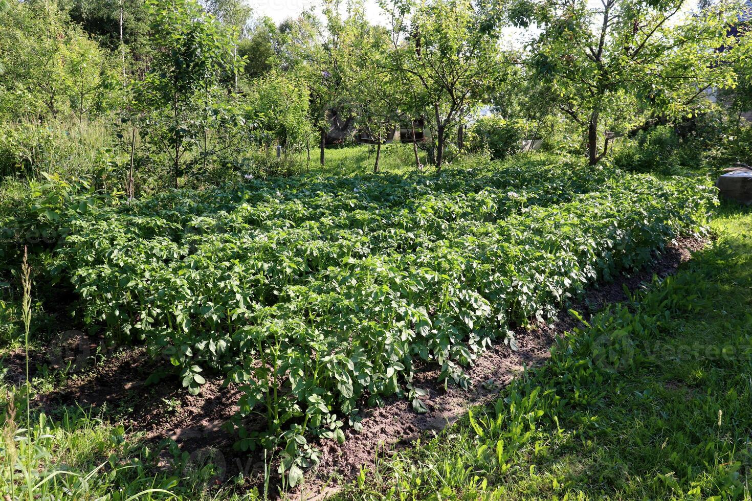 Potato beds in a vegetable garden against the backdrop of an orchard photo