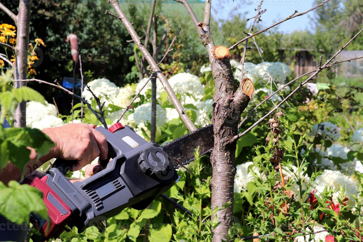 A man cuts down a dead apple tree trunk in the garden with an electric saw photo