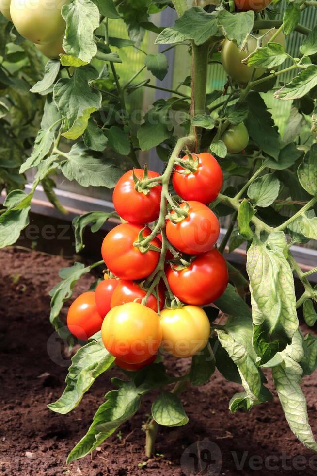 Branch with ripe and semi-ripe red tomatoes in a greenhouse photo